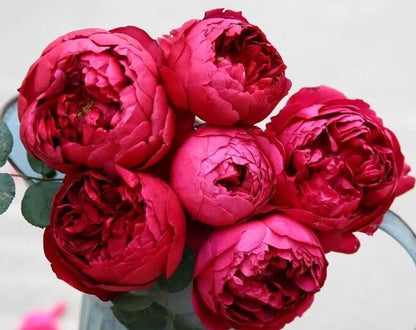 Autumn Rouge 秋日胭脂 Japan rose-5 gallon