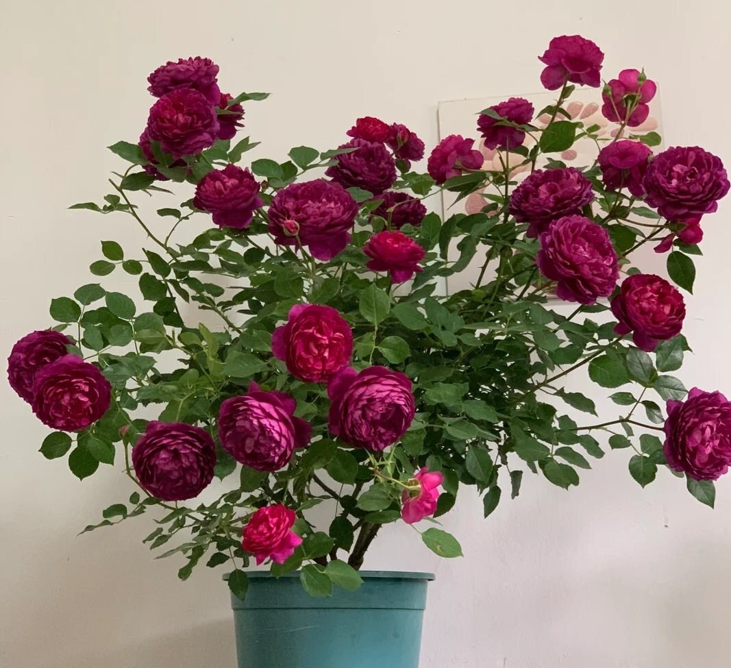 Autumn Rouge 秋日胭脂 Japan rose-5 gallon