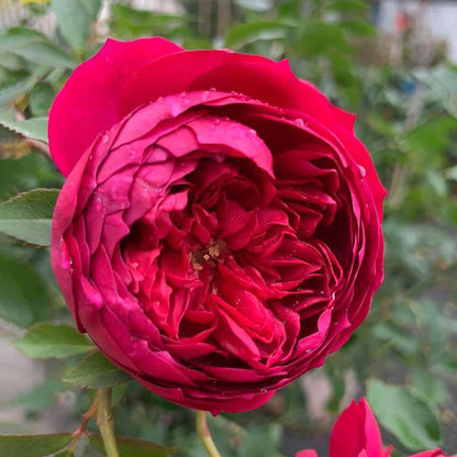 Autumn Rouge 秋日胭脂 Japan rose-5 gallon