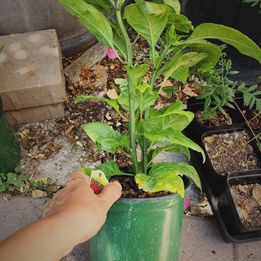 Carolina reaper ( ghost) pepper plant in 1 gallon pot