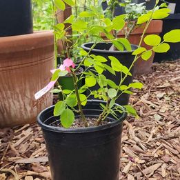 Earth Angel rose own rooted 3 gallon pot